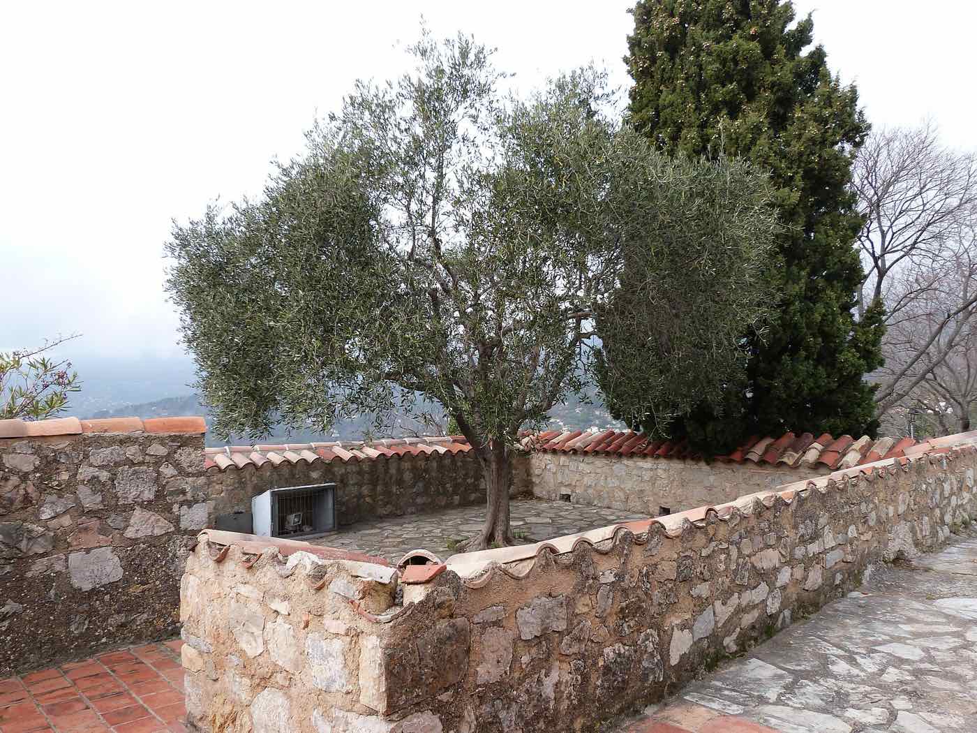 Olive tree on the Fayence clock-tower terrace